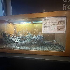 Tiger snake exhibit