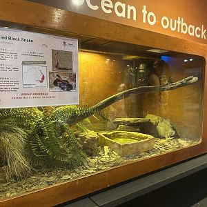 Red bellied black snake exhibit