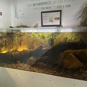 Yarra Pygmy perch tank