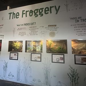 The froggery wall