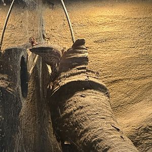 Desmond the ‘baby’ ridge tailed monitor