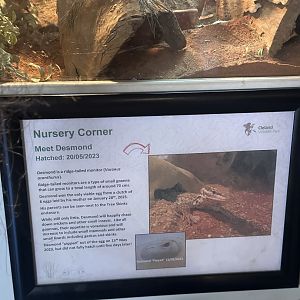 Desmond’s signage for ridge tailed monitor