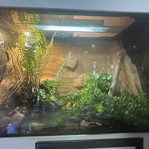 Spotted marsh frog exhibit