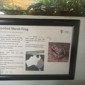 Spotted marsh frog signage