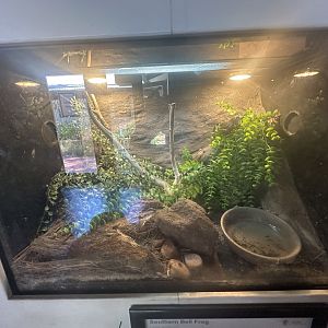 Southern bell frog exhibit
