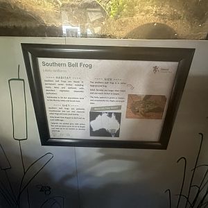 Southern bell frog signage