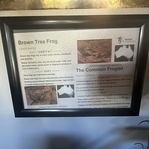 Brown tree frog & the common froglet signage