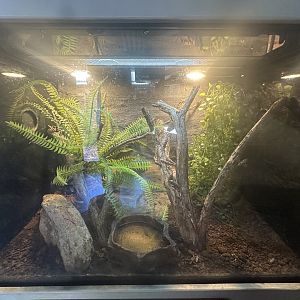 Brown tree frog and the common froglet shared exhibit