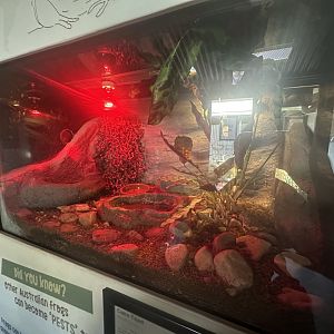 Cane toad exhibit