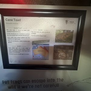 Cane toad signage
