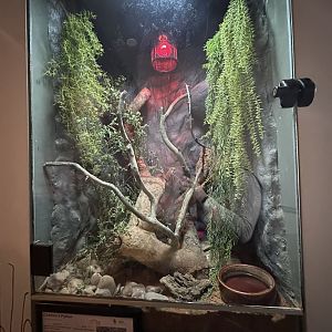 Children’s python exhibit