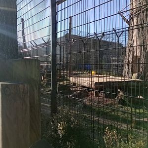 Construction on Lion Pride Lands