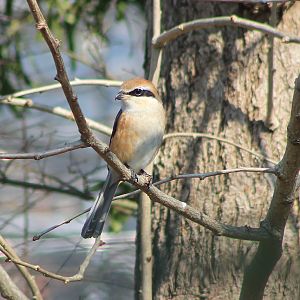 Bull-headed Shrike (Lanius bucephalus)
