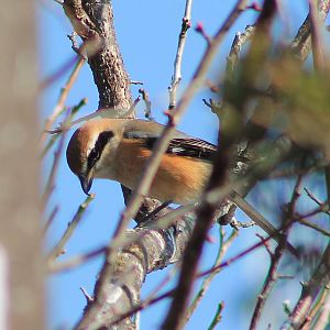 Bull-headed Shrike (Lanius bucephalus)