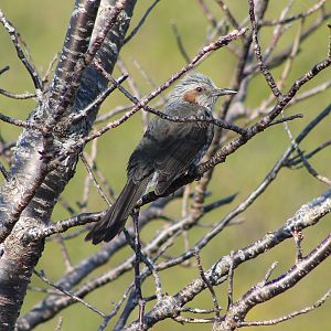 Brown-eared Bulbul (Hypsipetes amaurotis)