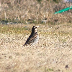 Dusky Thrush (Turdus eunomus)