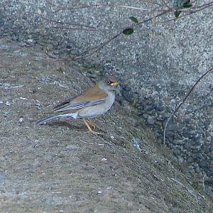 Pale Thrush (Turdus pallidus)