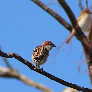 Russet Sparrow (Passer cinnamomeus)