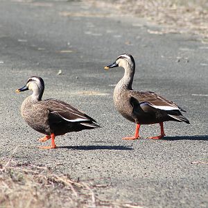 Eastern Spot-billed Ducks (Anas zonorhyncha)