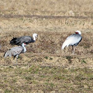 Three species of cranes