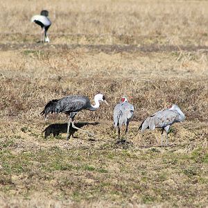Hooded Crane and Sandhill Cranes