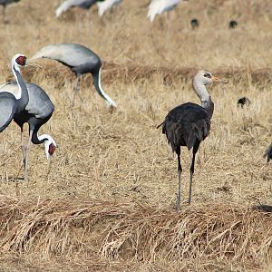 White-naped Cranes and Hooded Cranes