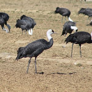 Hooded Cranes (Grus monacha)
