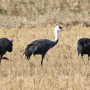 Hooded Cranes (Grus monacha)