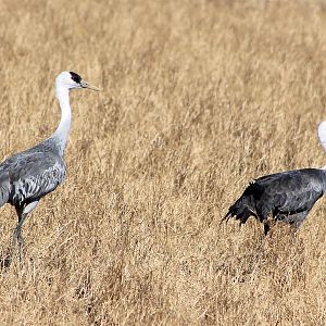 Hooded Cranes (Grus monacha)