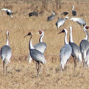 White-naped Cranes (Antigone vipio)