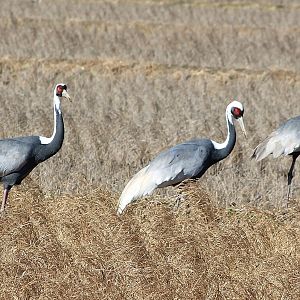 White-naped Cranes (Antigone vipio)