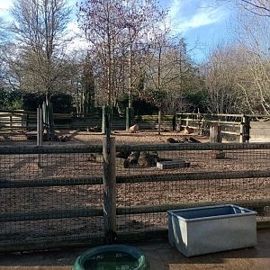 Capybara and tapir enclosure