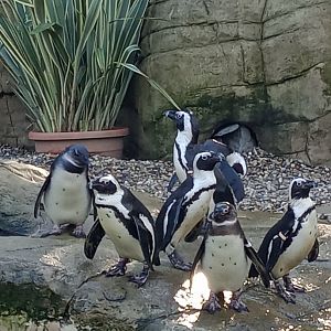 African penguins