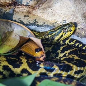 yellow anaconda (Eunectes notaeus)