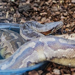 Blood Python (Python brongersmai)