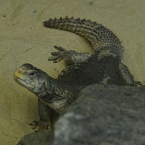Children's Zoo - Lizard ID?
