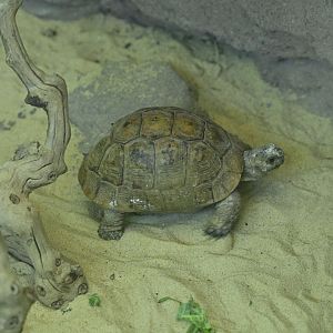 Children's Zoo - Tortoise ID?