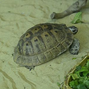 Children's Zoo - Tortoise ID?