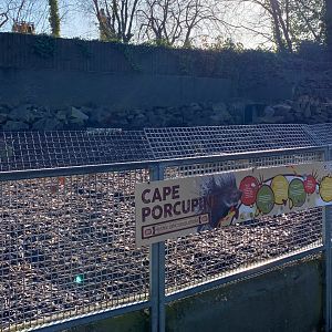 Cape Porcupine enclosure, Drayton Manor Theme Park Zoo, UK