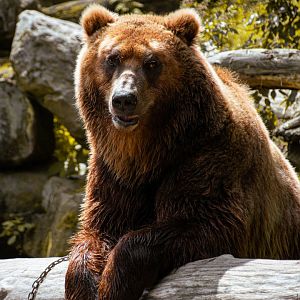 Kamchatka brown bear (Ursus arctos beringianus)