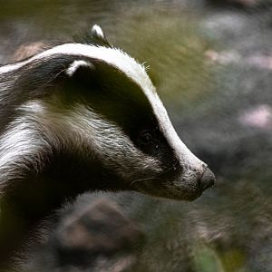European badger (Meles meles)