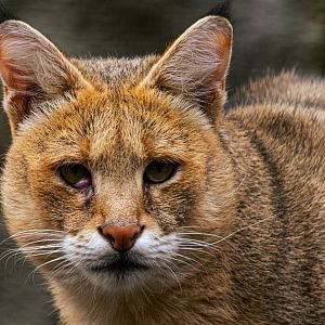 Jungle cat (Felis chaus)