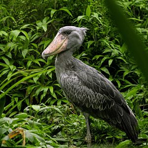 Shoebill (Balaeniceps rex)