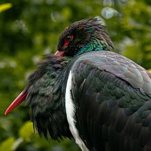Black stork (Ciconia nigra)