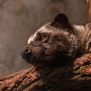 Philippine Palm civet (Paradoxurus hermaphroditus philippinensis)