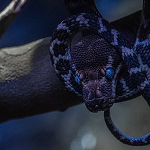 Rough-scaled python (Morelia carinata)