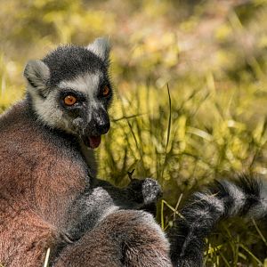 Ring-tailed lemur (Lemur catta)