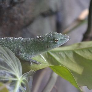Central American green anole