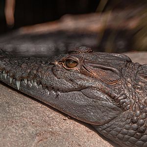 Philippine crocodile (Crocodylus mindorensis