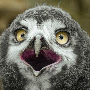 Snowy owl (Bubo scandiacus)
